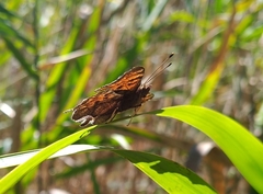 Polygonia c-album