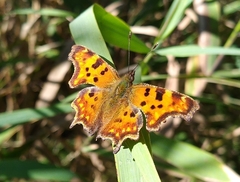 Polygonia c-album