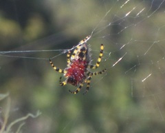 Alpaida alticeps