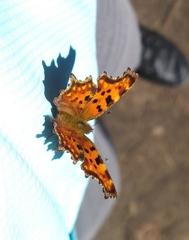 Polygonia c-album