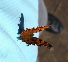 Polygonia c-album