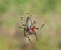 Alpaida alticeps