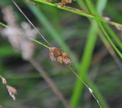 Carex scoparia