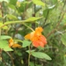 photo of Common Jewelweed (Impatiens capensis)