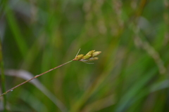 Carex scoparia