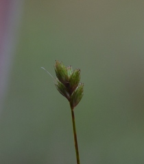 Carex scoparia