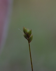 Carex scoparia