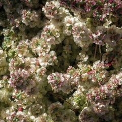 Halogeton glomeratus