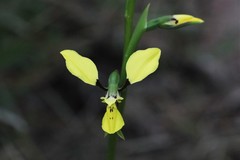 Diuris abbreviata