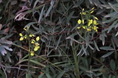 Diuris abbreviata