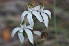 Caladenia gracilis
