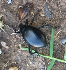 Eleodes spinipes ventricosus