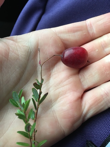 photo of American Cranberry (Vaccinium macrocarpon)