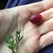 photo of American Cranberry (Vaccinium macrocarpon)
