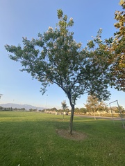 Magnoliopsida