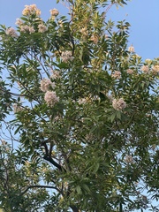Magnoliopsida