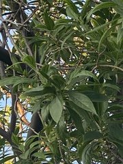 Magnoliopsida