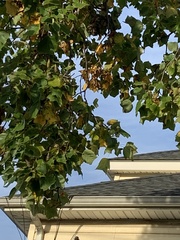 Liriodendron tulipifera