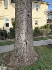 Liriodendron tulipifera