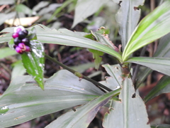 Tradescantia zanonia image