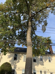 Liriodendron tulipifera