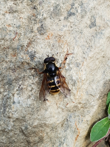 Photo of Yellow-barred Peat Hover Fly (Sericomyia silentis)