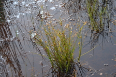 Juncus alpinoarticulatus