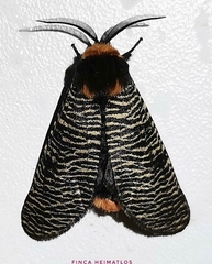 Graphelysia strigillata