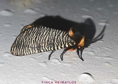 Graphelysia strigillata