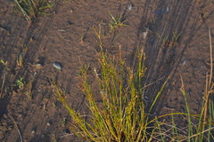 Juncus alpinoarticulatus