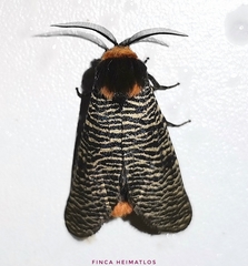 Graphelysia strigillata