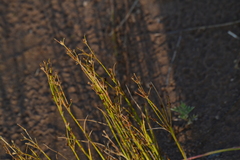 Juncus alpinoarticulatus