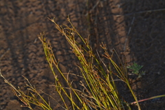 Juncus alpinoarticulatus