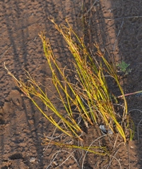 Juncus alpinoarticulatus