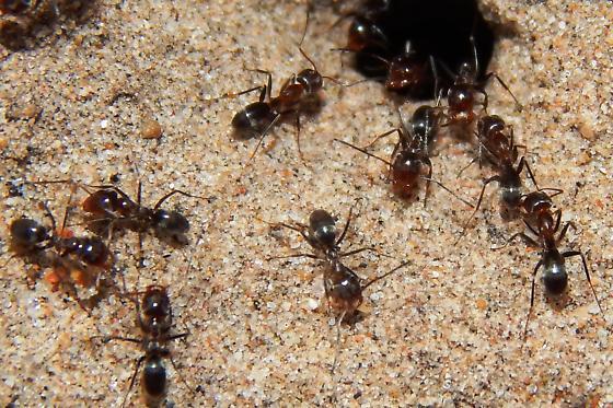 Dorymyrmex insanus