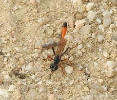 Ammophila heydeni