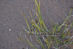 Juncus alpinoarticulatus