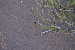 Juncus alpinoarticulatus