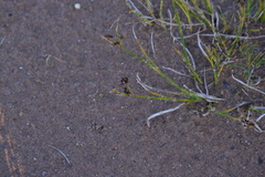 Juncus alpinoarticulatus