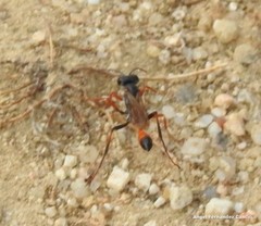 Ammophila heydeni