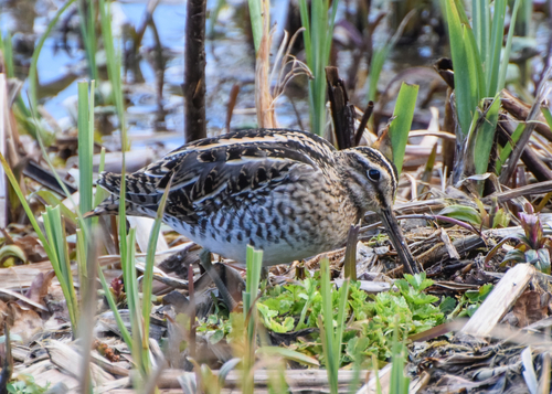 Agachadiza común (Gallinago gallinago)