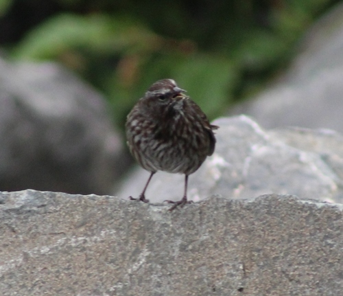 Song Sparrow photographed in Alaska