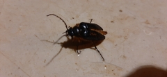Cebrio