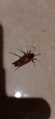 Cebrio