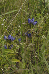 Gentiana × billingtonii