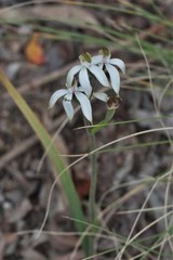 Caladenia gracilis