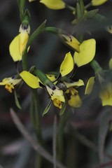 Diuris abbreviata