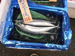 Pacific Saury photo 2