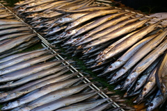 Pacific Saury photo 4