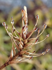 Carex edura